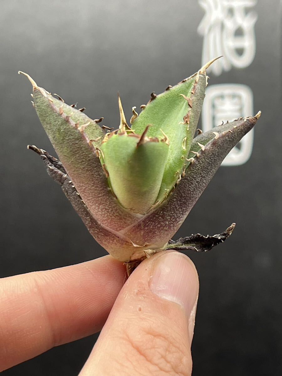 【輝泊園】【5株セット販売】多肉植物 アガベ チタノタ ハデス / Agave titanota Hades 極上刺 セット 1の画像7