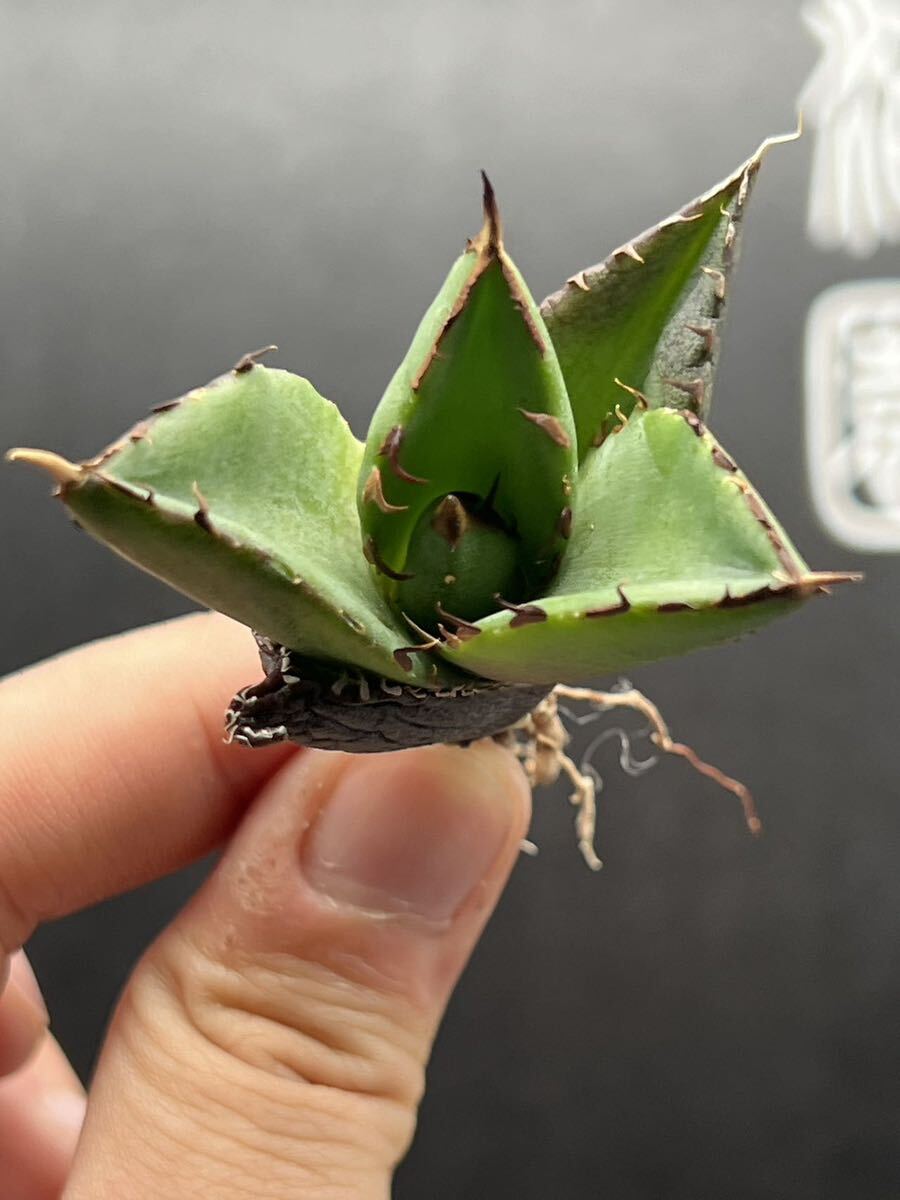 【輝泊園】【5株セット販売】多肉植物 アガベ チタノタ ハデス / Agave titanota Hades 極上刺 セット 2の画像4