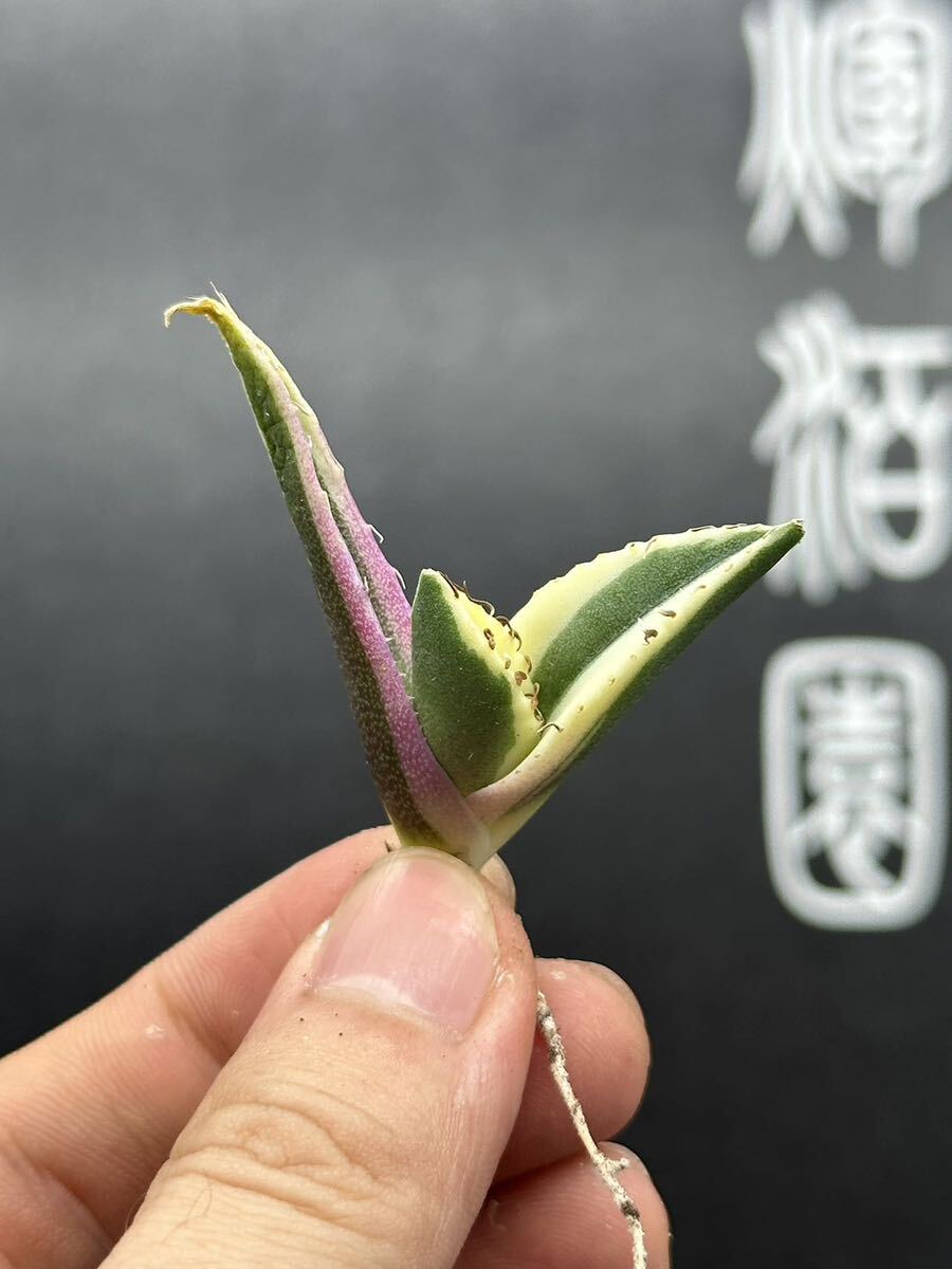 【輝泊園】多肉植物 アガベ スナグルトゥース 強棘 極上美株 12の画像1