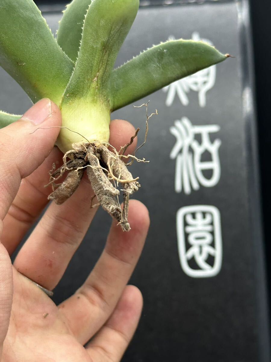 多肉植物特選 アガベ パリー トランカータ ライムストリーク③の画像8