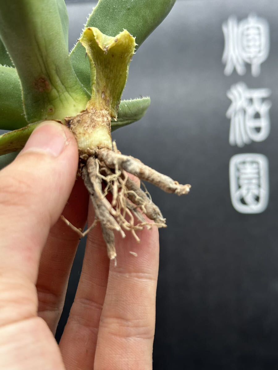 多肉植物特選 アガベ パリー トランカータ ライムストリーク⑤の画像10