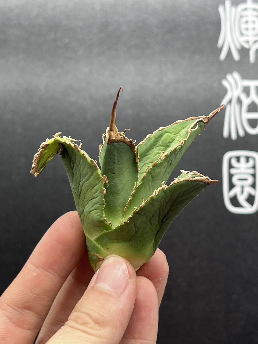 【輝泊園】多肉植物　アガベ　チタノタ　オテロイ 包心龍 緑犀 清櫻 皇冠 冰雹　④_画像4