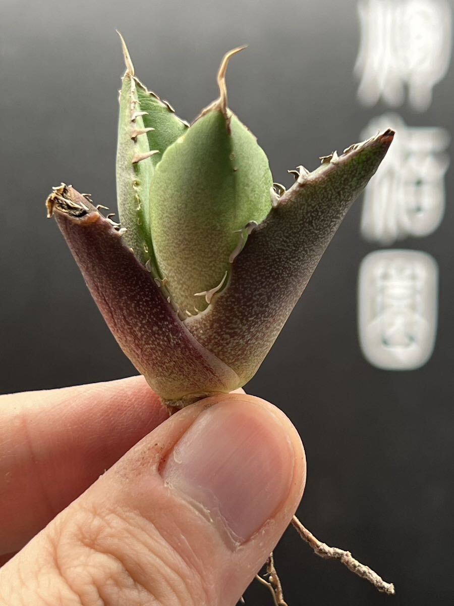 【輝泊園】【5株セット販売】多肉植物 アガベ チタノタ ハデス / Agave titanota Hades 極上刺 セット 3の画像5