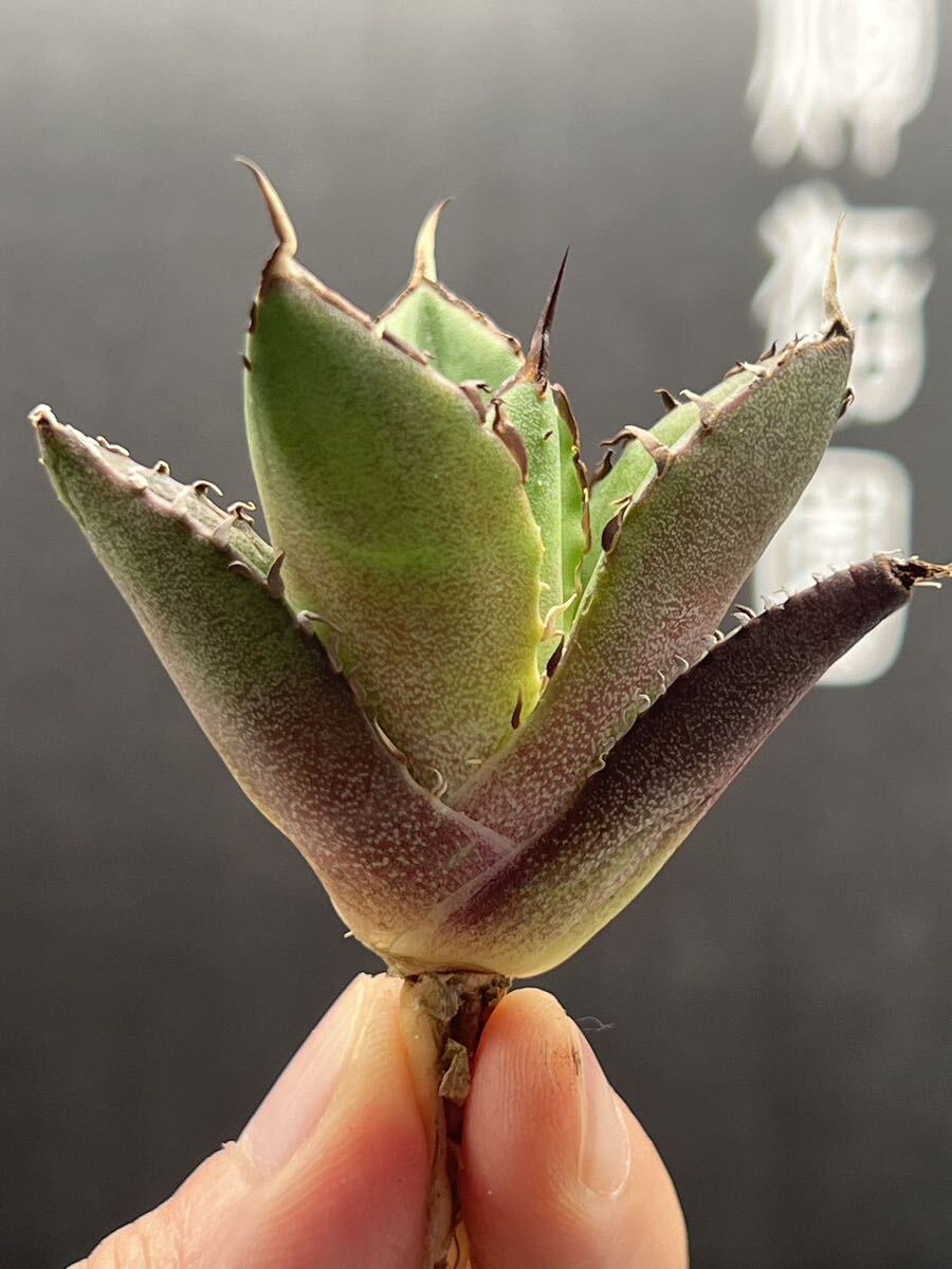 【輝泊園】【5株セット販売】多肉植物 アガベ チタノタ ハデス / Agave titanota Hades 極上刺 セット 5の画像6