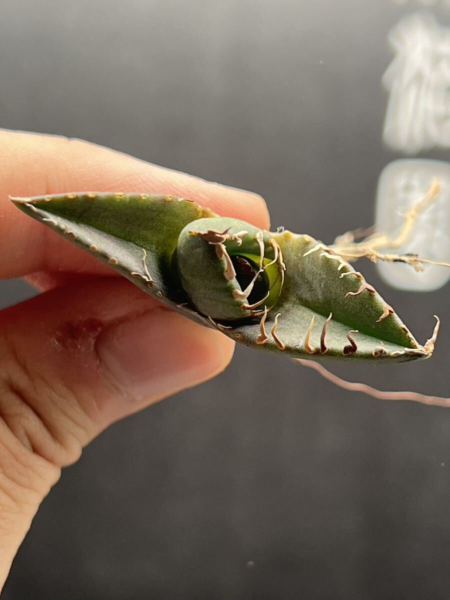  【輝泊園】【期間限定-セット5株】多肉植物 アガベチタノタ 魔丸子株 陽炎 超強棘 極上株 激レア【本物保証、偽物なら10倍罰金】 1の画像5