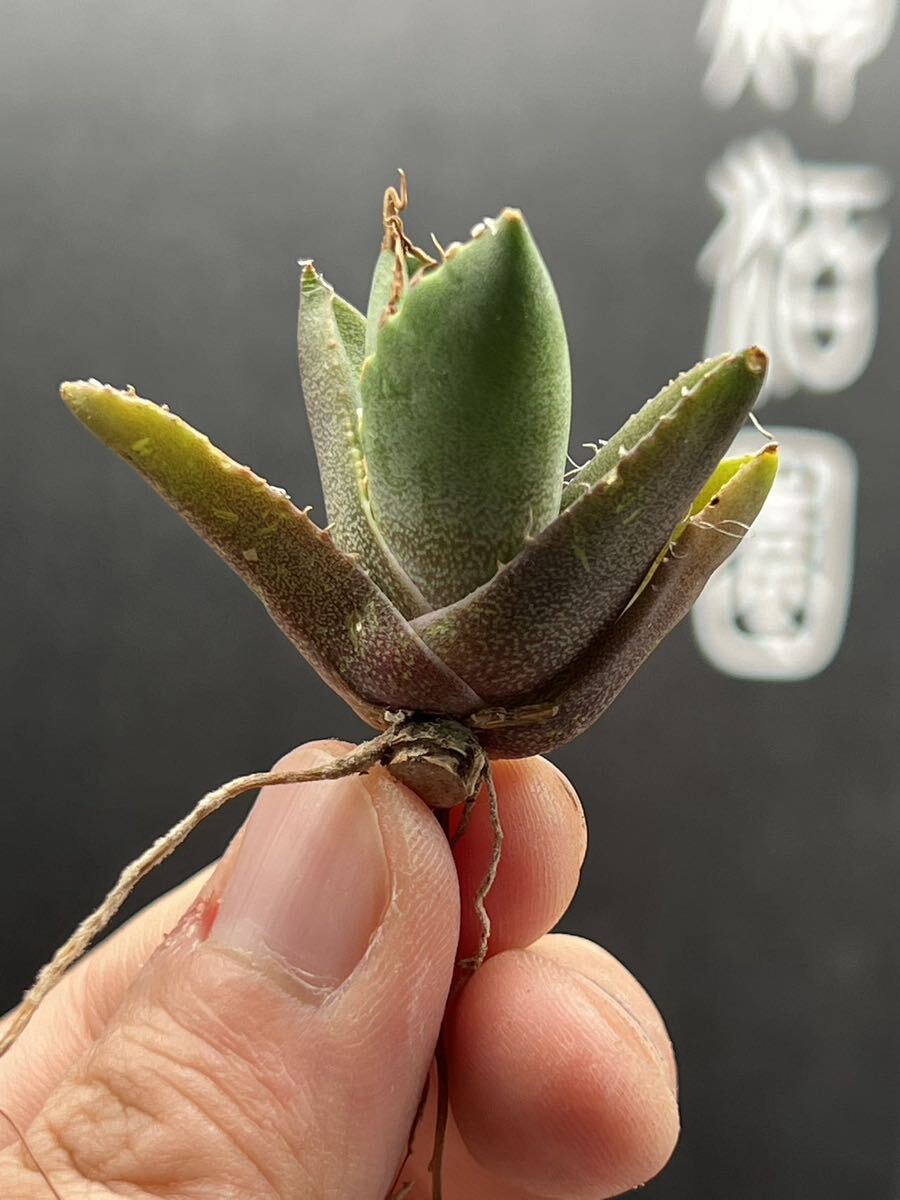 　【輝泊園】【期間限定-セット5株】多肉植物　アガベチタノタ　魔丸子株　陽炎 超強棘 極上株 激レア【本物保証、偽物なら10倍罰金】　5_画像4