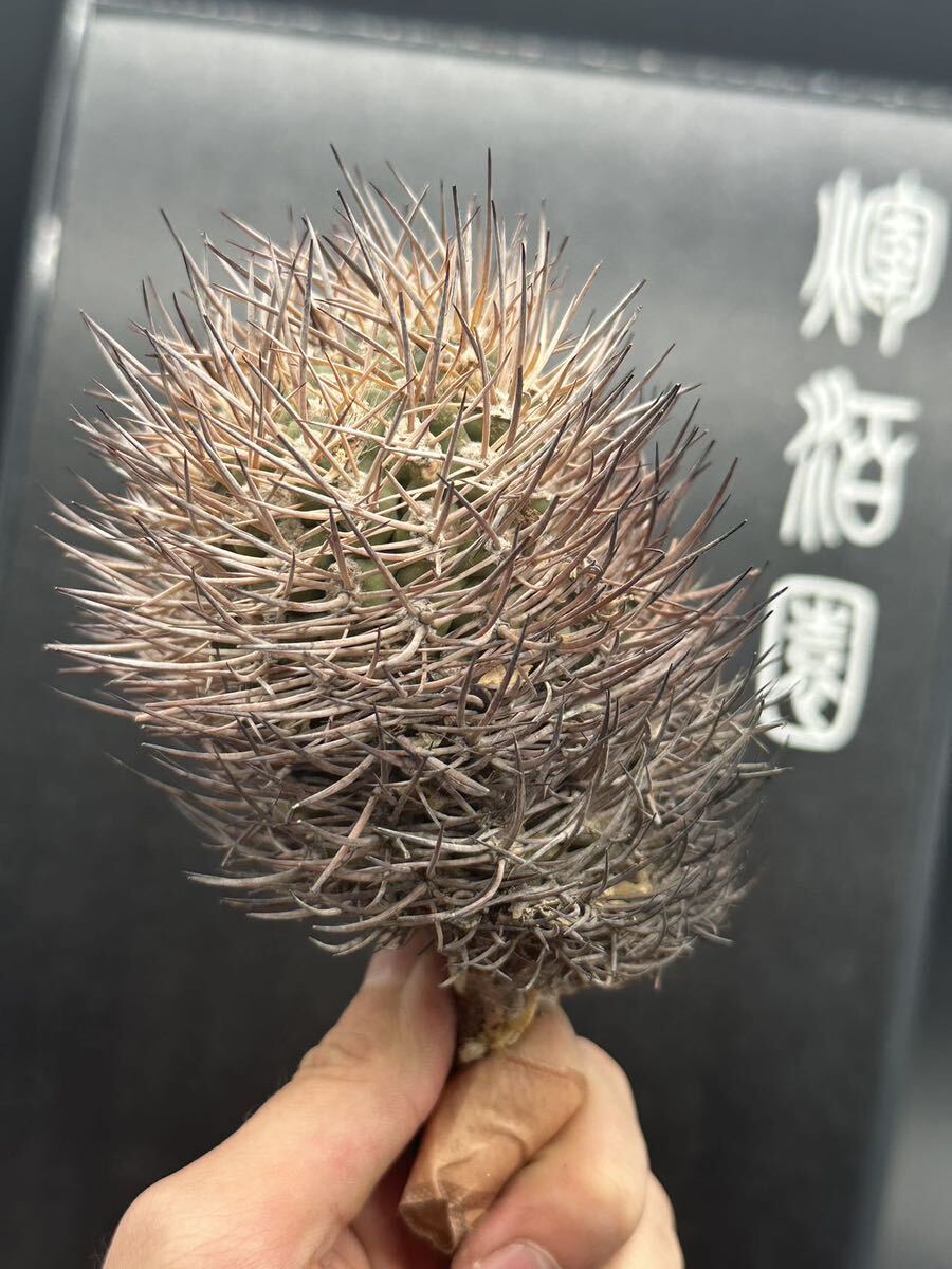 【輝泊園/極上大株】　多肉植物　Eriosyce bulbocalyx 逆豹丸 狂棘　チリ現地株　雪山株　サボテン　ベアルード　貴重　FMAX 1_画像7