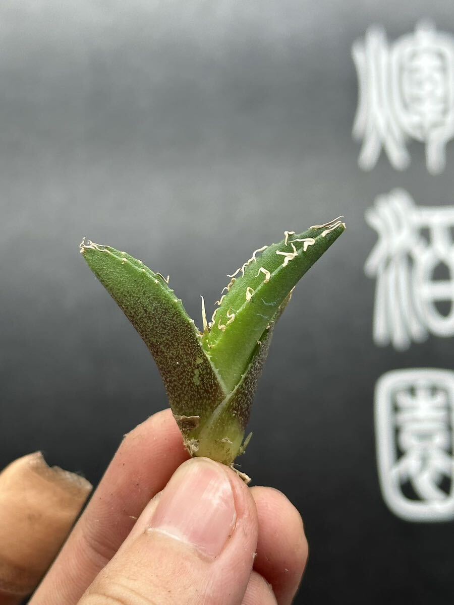 【輝泊園】多肉植物 アガベ チタノタ 追星 極上子株 MAXAGAVE 4の画像5