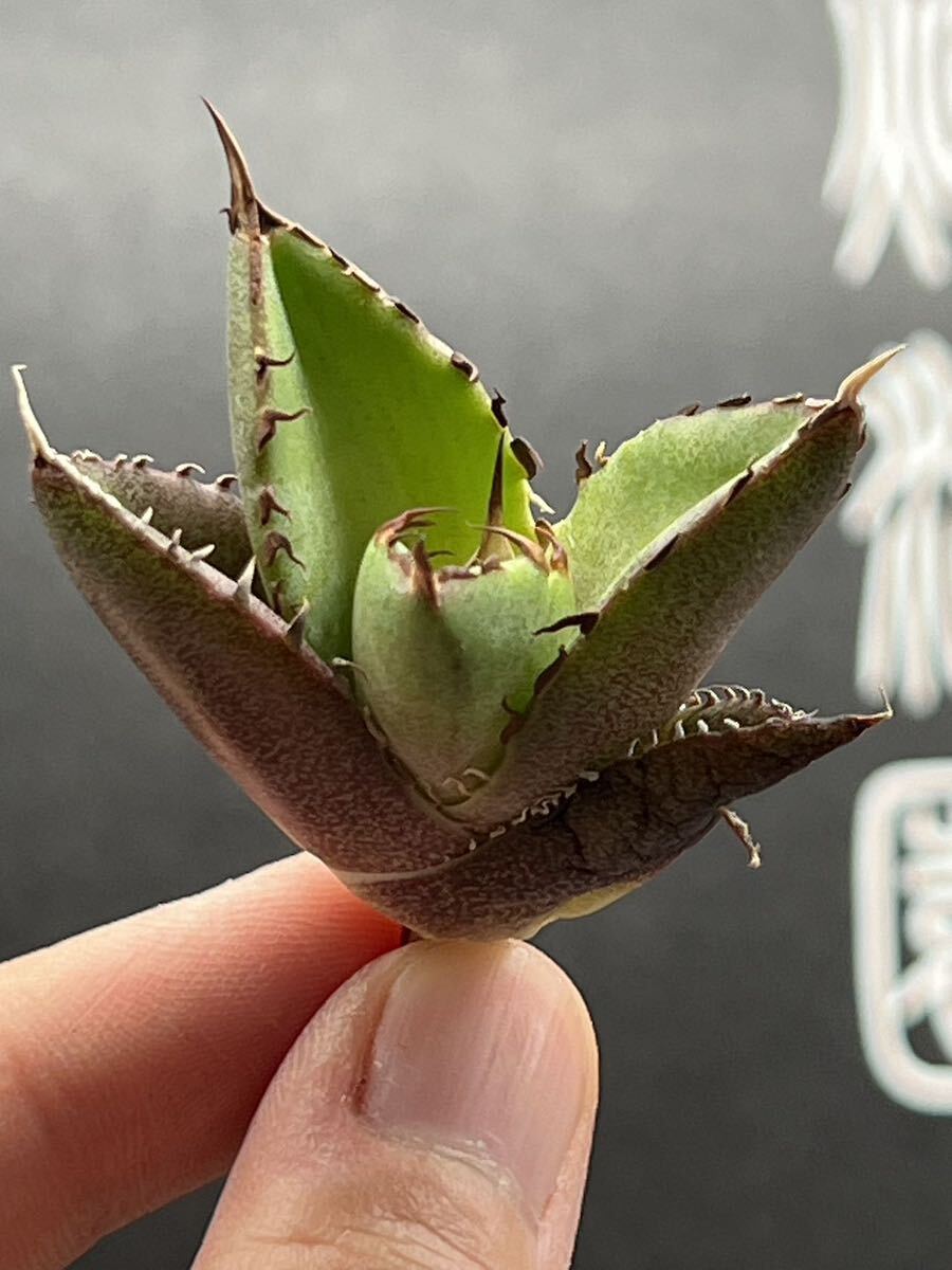 【輝泊園】【5株セット販売】多肉植物 アガベ チタノタ ハデス / Agave titanota Hades 極上刺 セット 3の画像7