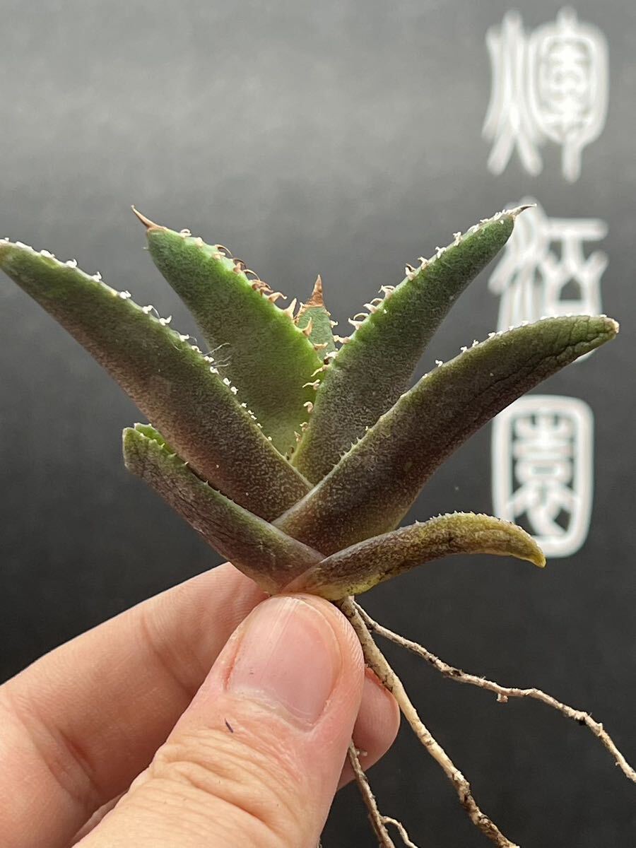 【輝泊園】【期間限定-5株セット】多肉植物 アガベ チタノタ  白火焔 ホワイトファイヤー 特選 極上美株1の画像7