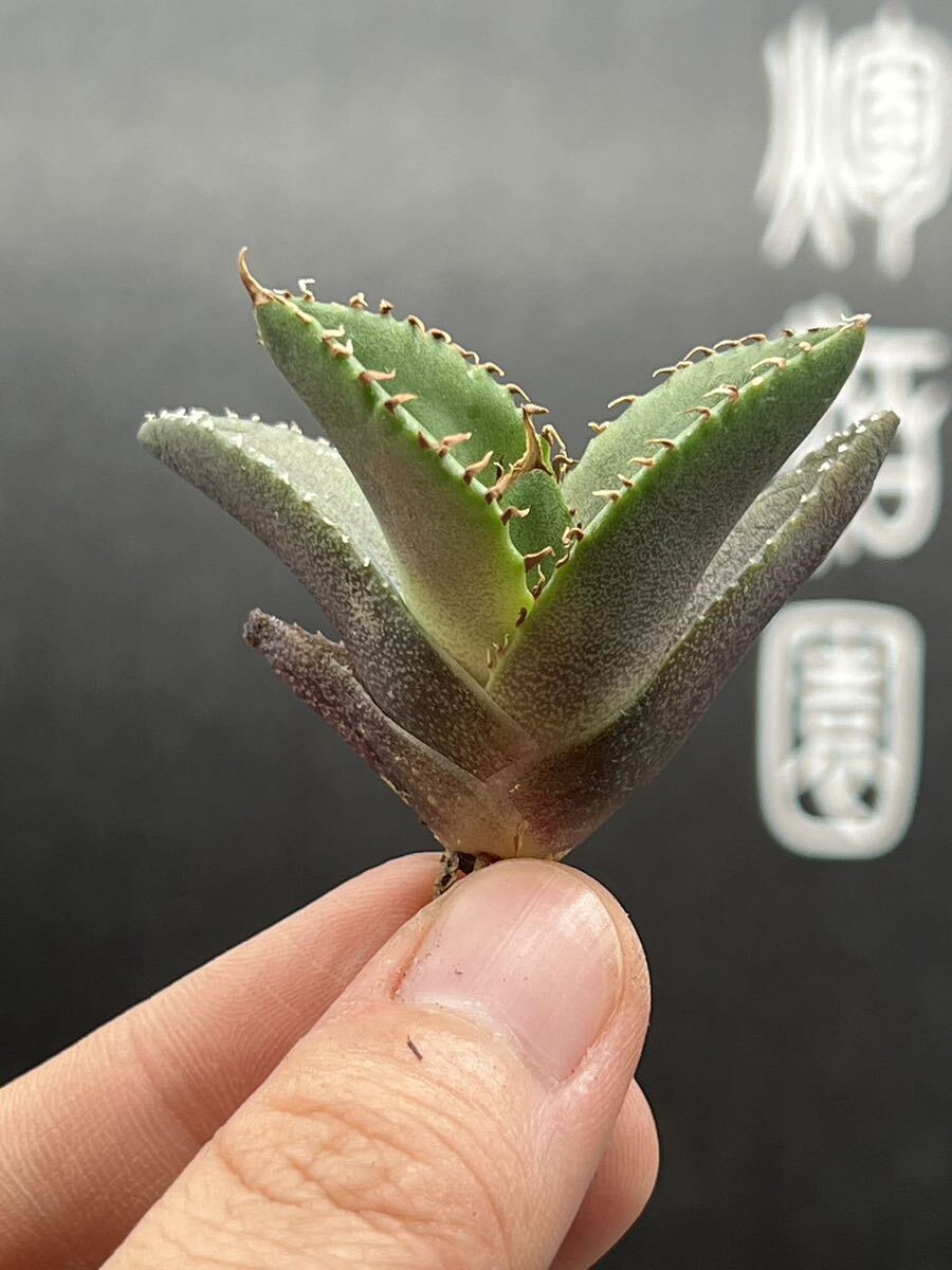 【輝泊園】【期間限定-5株セット】多肉植物 アガベ チタノタ  白火焔 ホワイトファイヤー 特選 極上美株2の画像3