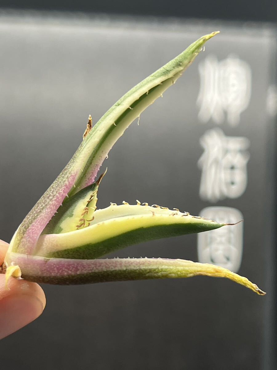 【輝泊園】多肉植物 アガベ スナグルトゥース 強棘 極上美株 2の画像5