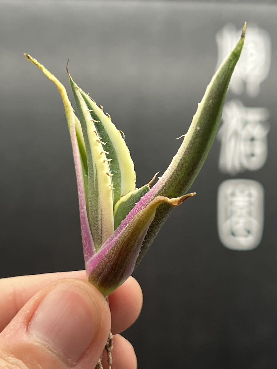【輝泊園】多肉植物 アガベ スナグルトゥース 強棘 極上美株 2の画像2