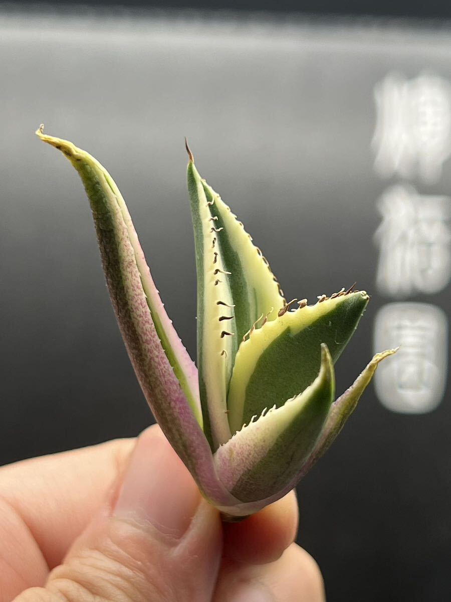 【輝泊園】多肉植物 アガベ スナグルトゥース 強棘 極上美株 3の画像5
