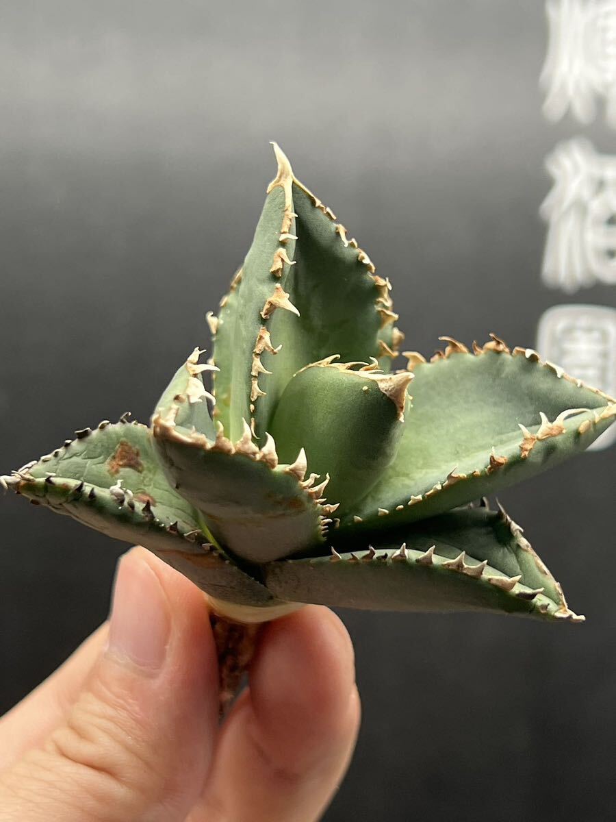 【輝泊園】多肉植物　アガベ チタノタ　狼人　強棘 特選 MAXAGAVE 珍しい　希少株　10_画像5