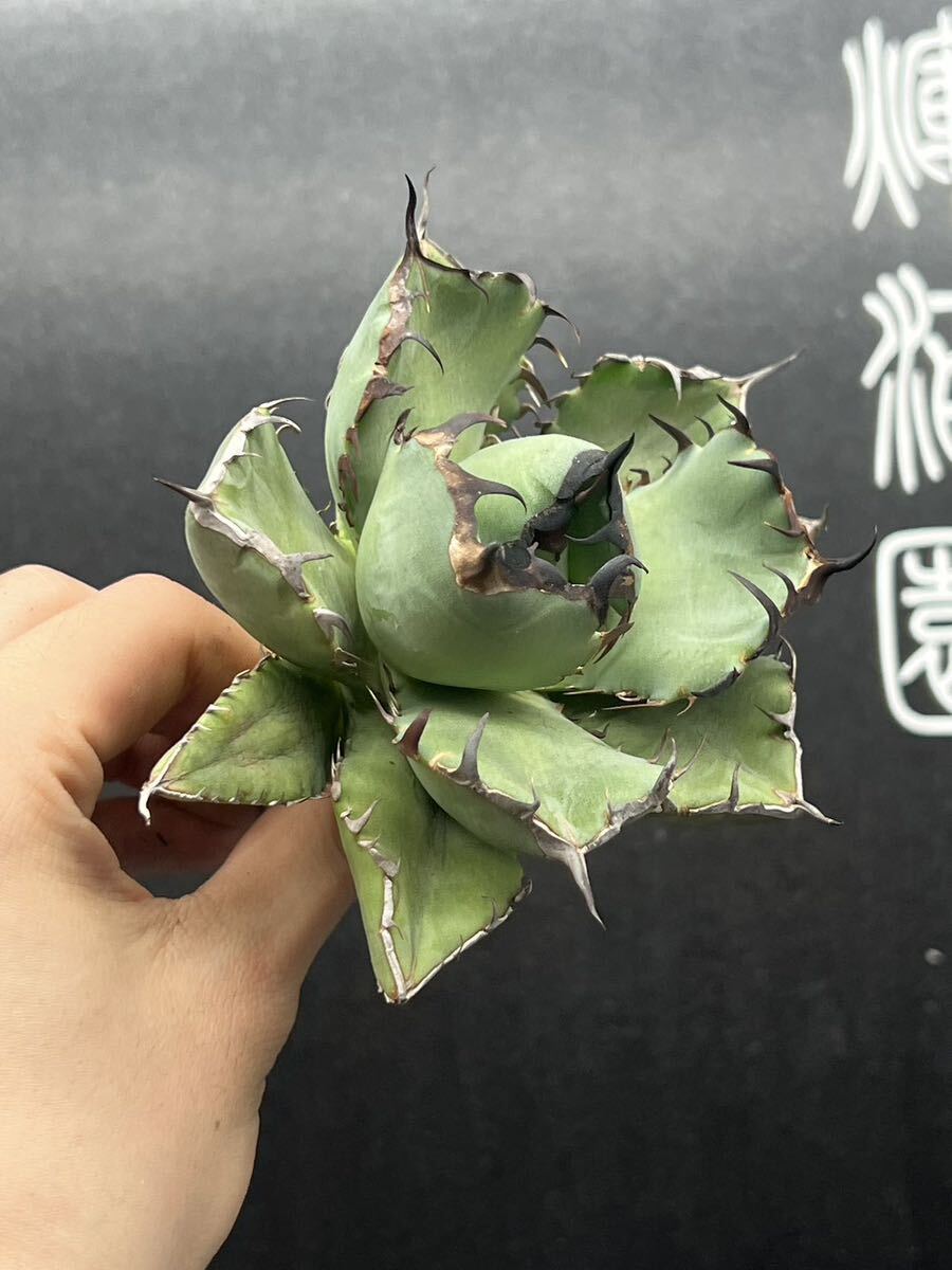 【輝泊園】多肉植物　アガベ チタノタ　黑鯨 強棘 超良型株　特選 MAXAGAVE 珍しい　超大株　親株　7_画像4