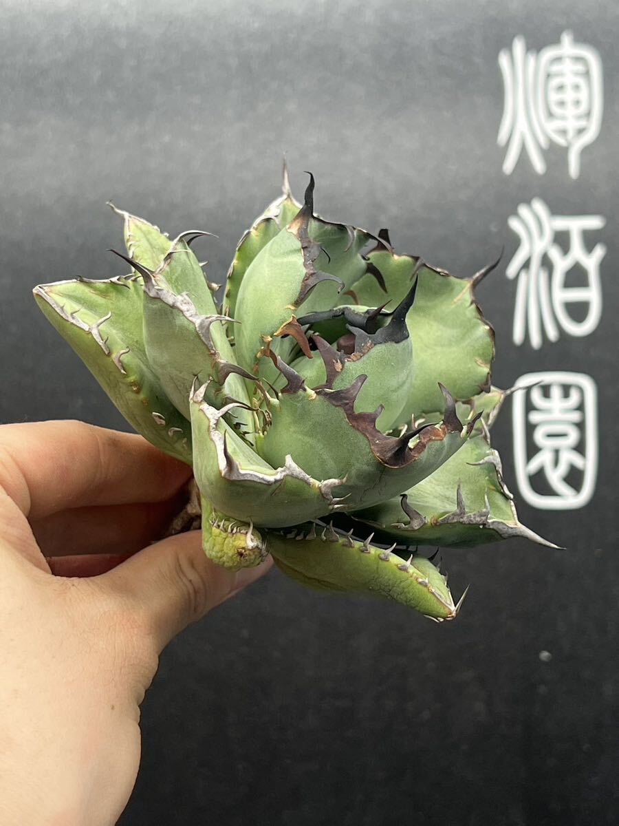 【輝泊園】多肉植物　アガベ チタノタ　黑鯨 強棘 超良型株　特選 MAXAGAVE 珍しい　超大株　親株　7_画像6