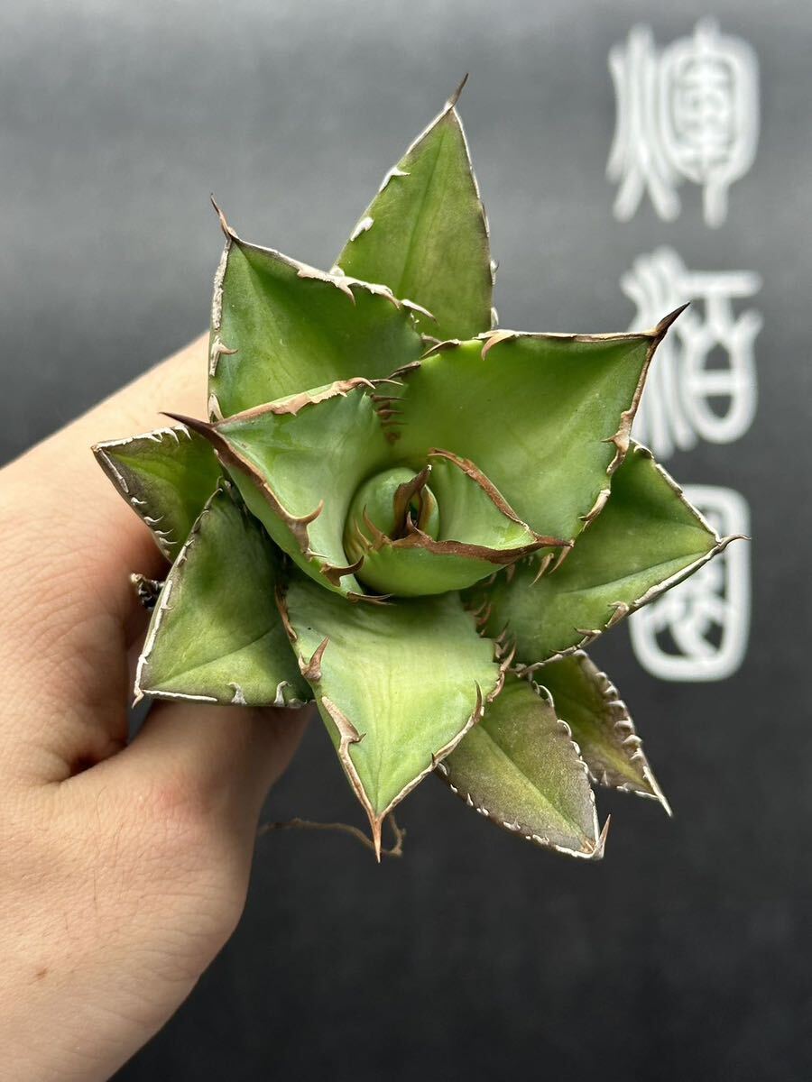 多肉植物 【特選】 3株セット アガベ agave titanota チタノタ『宝珠』 1の画像5