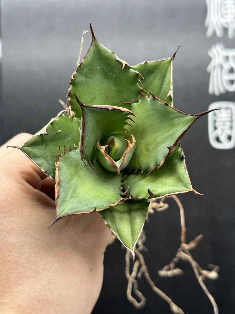 多肉植物 【特選】 3株セット アガベ agave titanota チタノタ『宝珠』 2の画像5