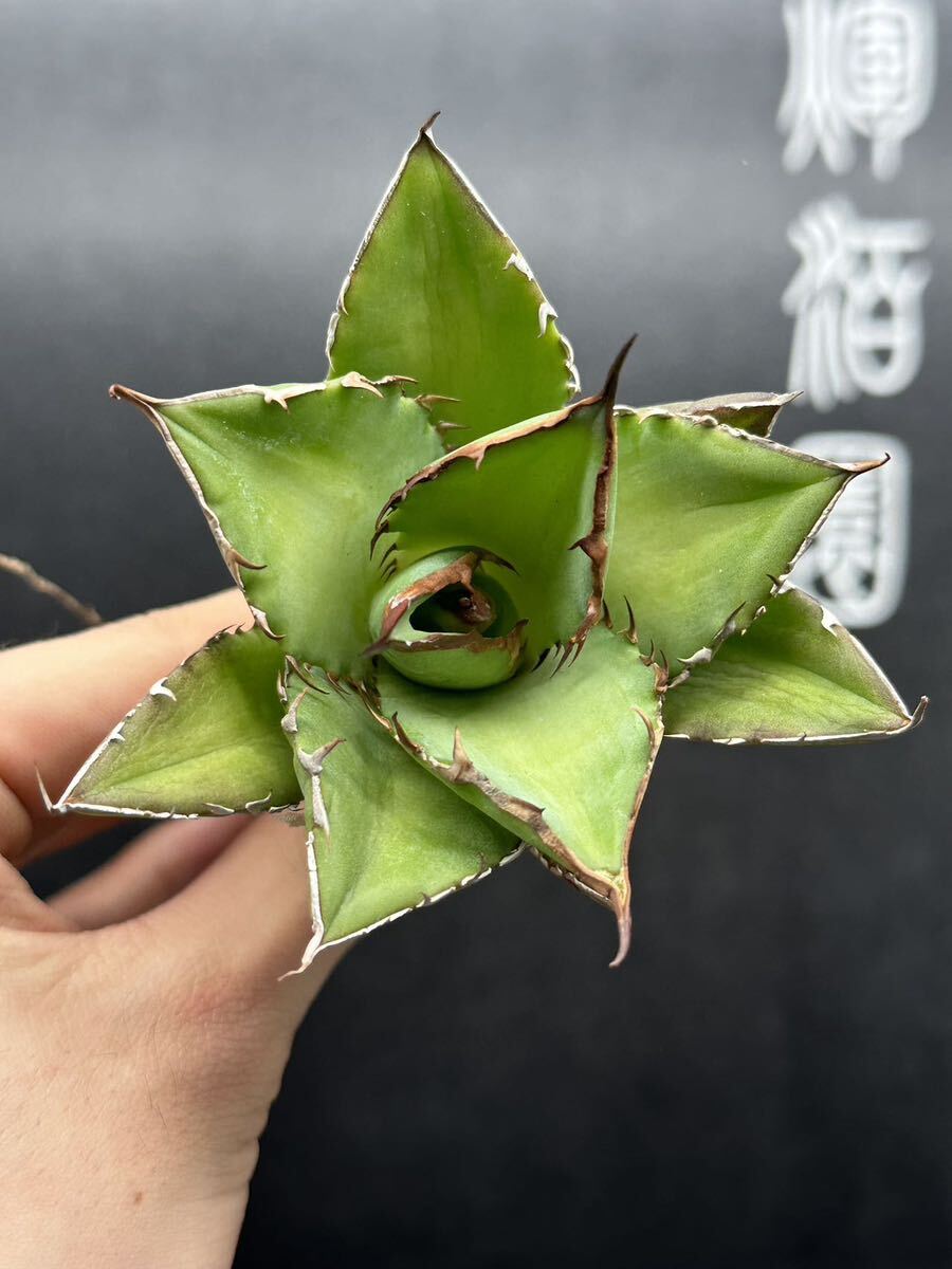 多肉植物 【特選】 3株セット アガベ agave titanota チタノタ『宝珠』 2の画像3