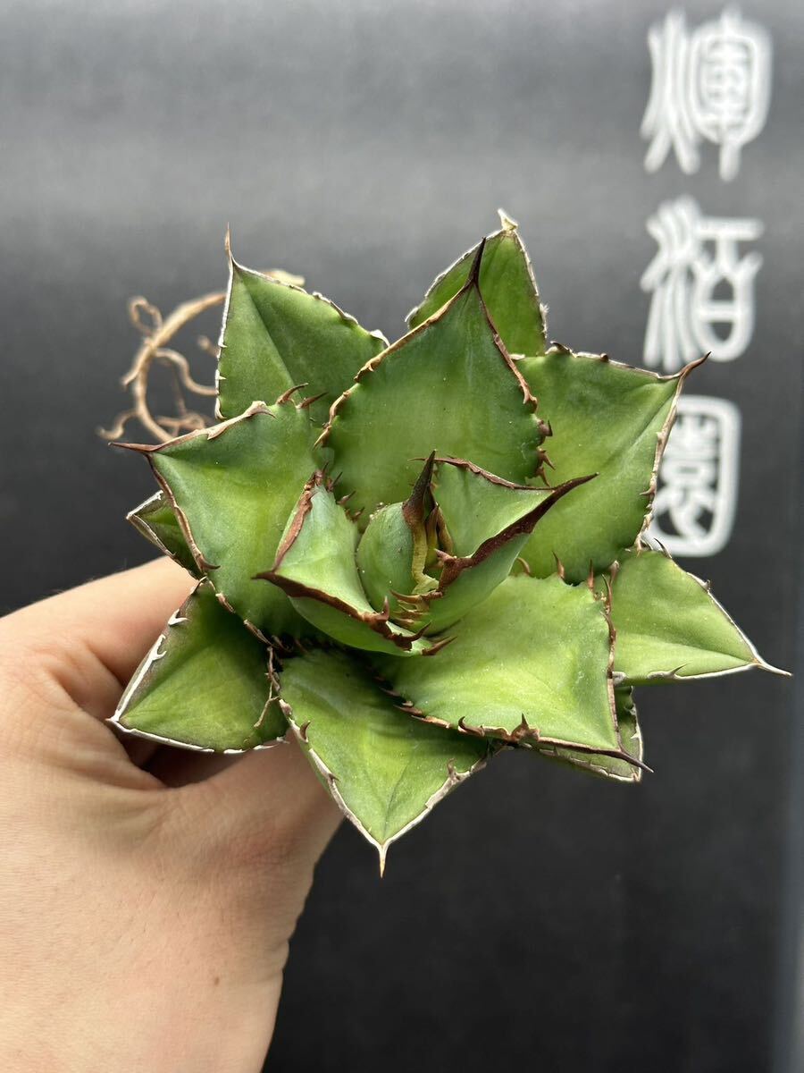 多肉植物 【特選】 3株セット アガベ agave titanota チタノタ『宝珠』 5の画像3