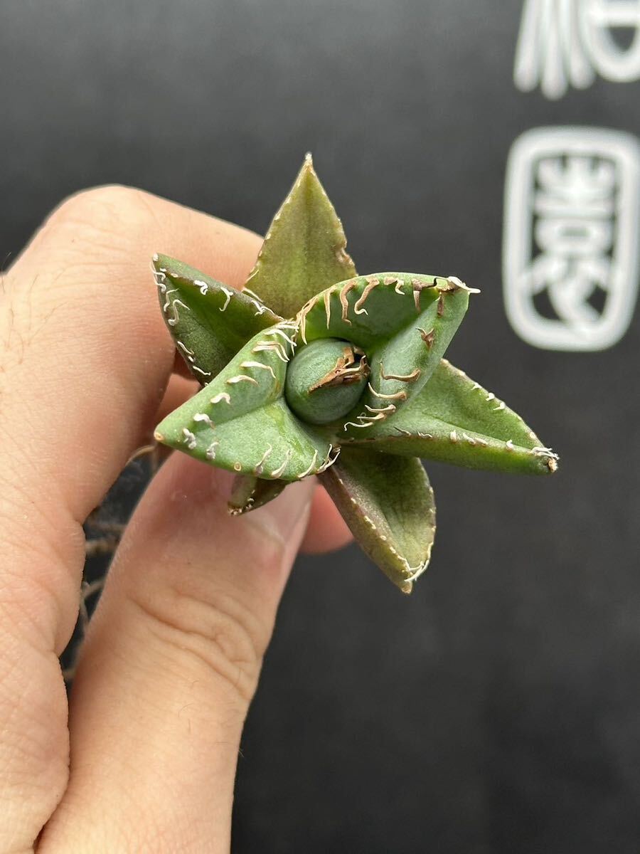 [ shining ..][ limited time - set 5 stock ] succulent plant agave chitanota. circle . stock .. super a little over . finest quality stock ultra rare [ genuine article guarantee, imitation if 10 times . gold ] 1