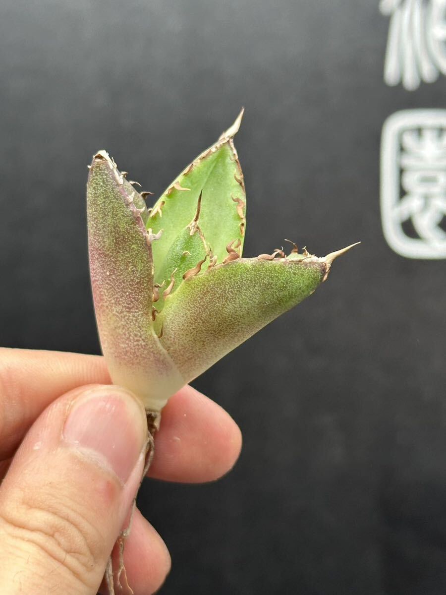 【輝泊園】【5株セット販売】多肉植物 アガベ チタノタ ハデス / Agave titanota Hades 極上刺 セット 4の画像3