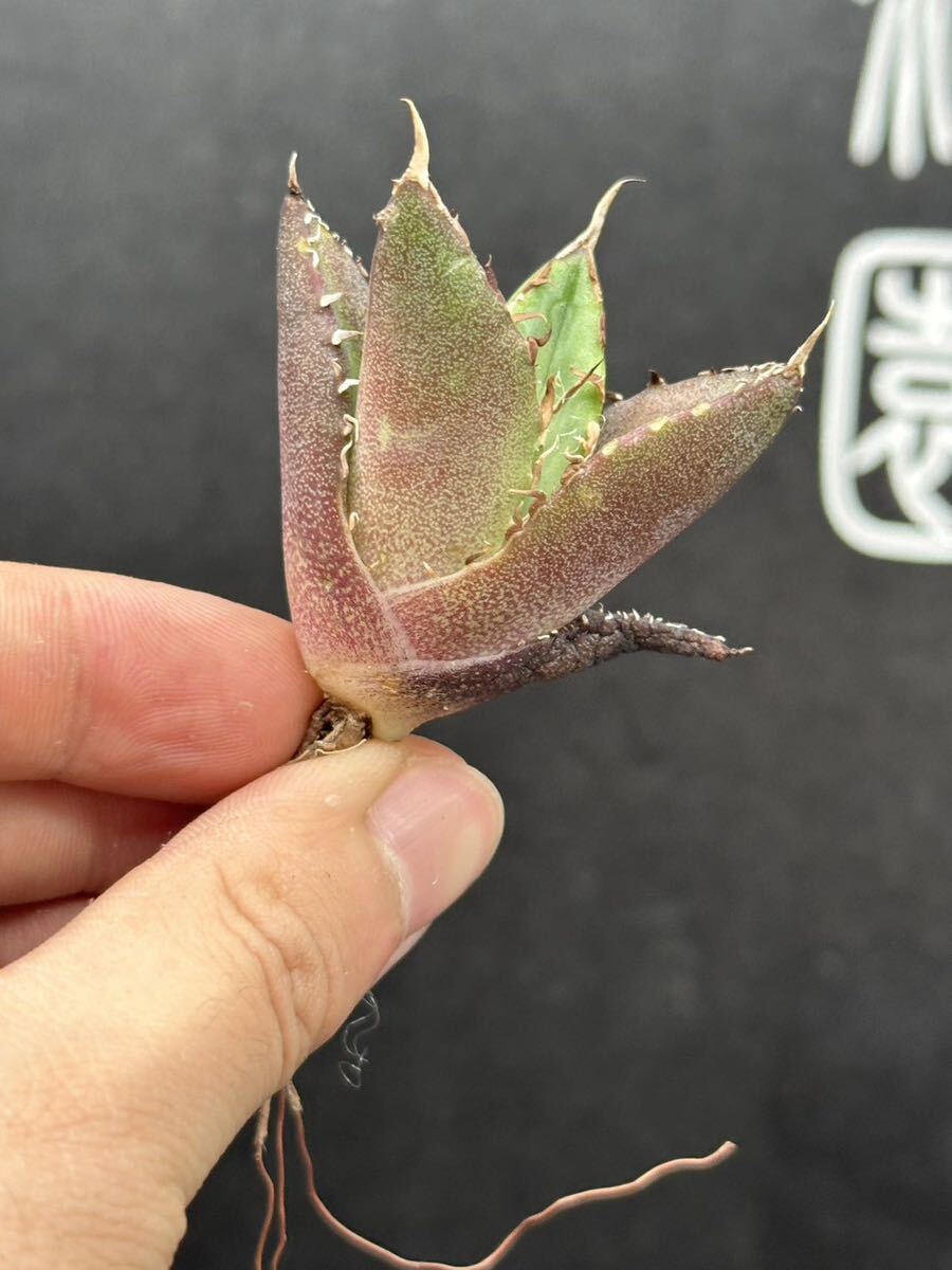 【輝泊園】【5株セット販売】多肉植物 アガベ チタノタ ハデス / Agave titanota Hades 極上刺 セット 5の画像3