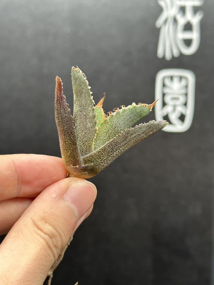 【輝泊園】【期間限定-セット5株】多肉植物　アガベ　チタノタ　豆豆竜　極上株　貴重株　純正血統株　3_画像3