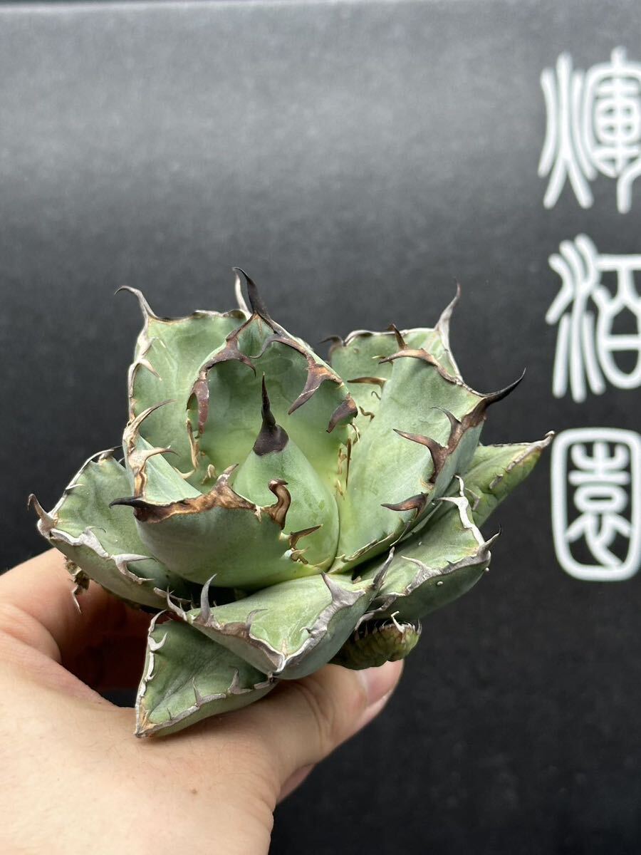 【輝泊園】多肉植物 アガベ チタノタ 黑鯨 強棘 超良型株 特選 MAXAGAVE 珍しい 超大株 親株 5の画像4