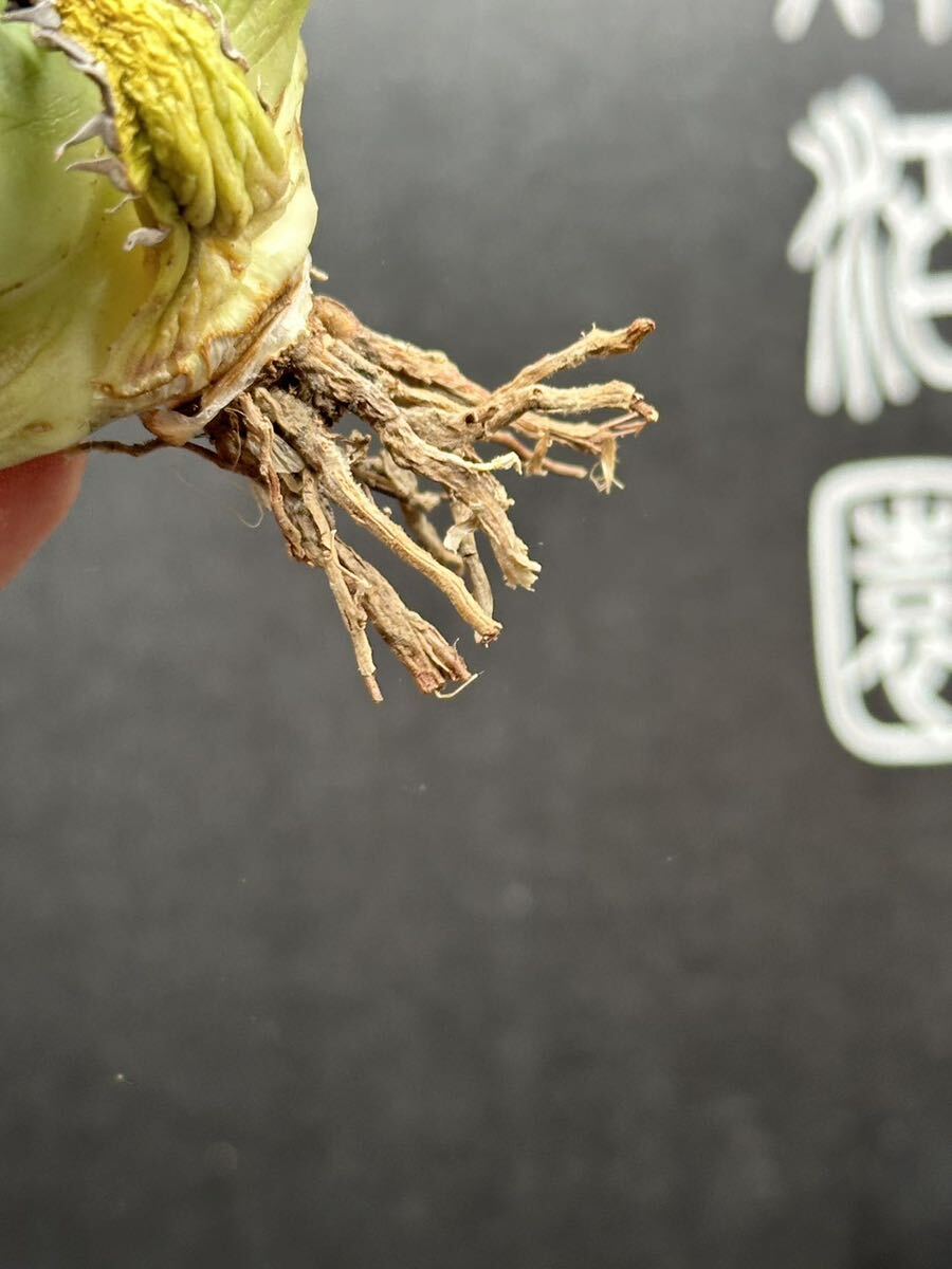 【輝泊園】多肉植物 アガベ チタノタ 黑鯨 強棘 超良型株 特選 MAXAGAVE 珍しい 超大株 親株 6の画像7