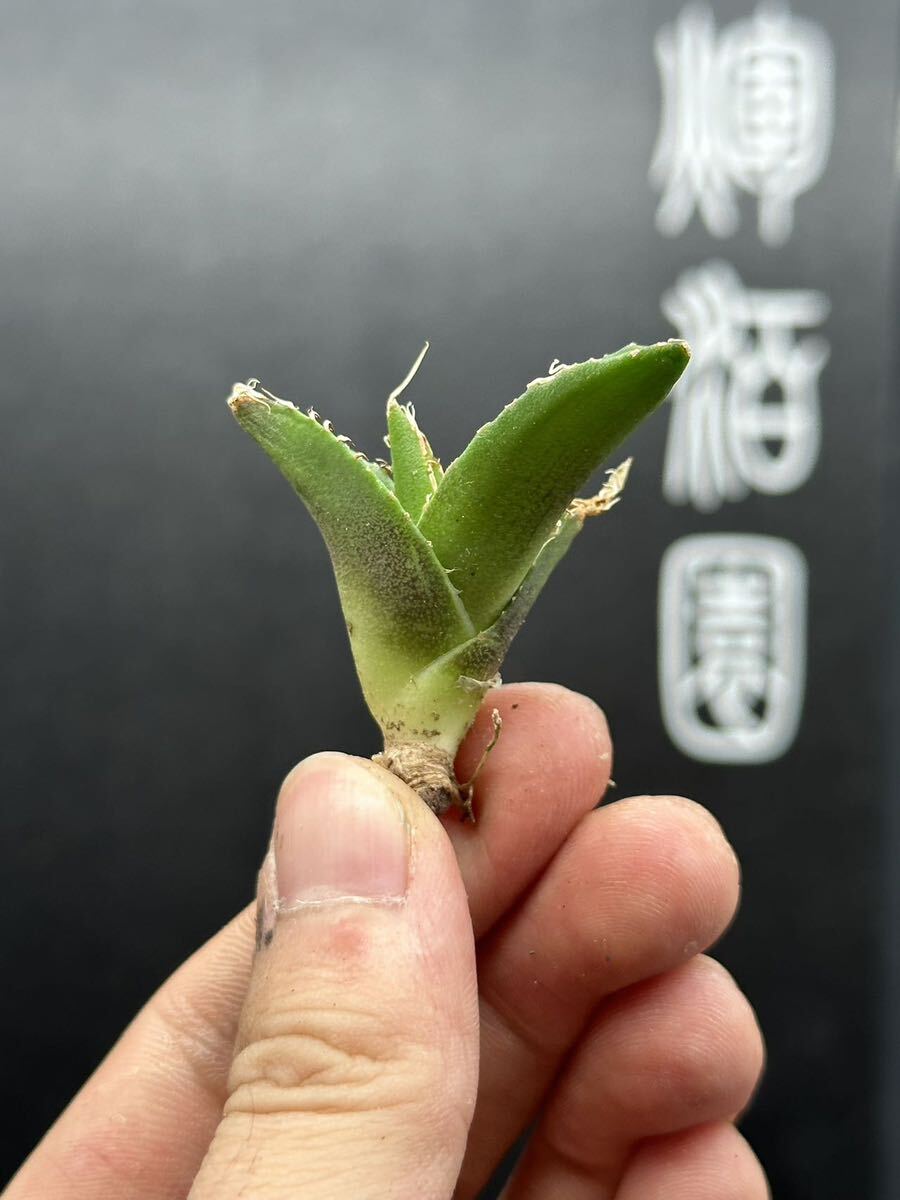 【輝泊園】多肉植物 アガベ チタノタ 追星 極上子株 MAXAGAVE 1の画像3