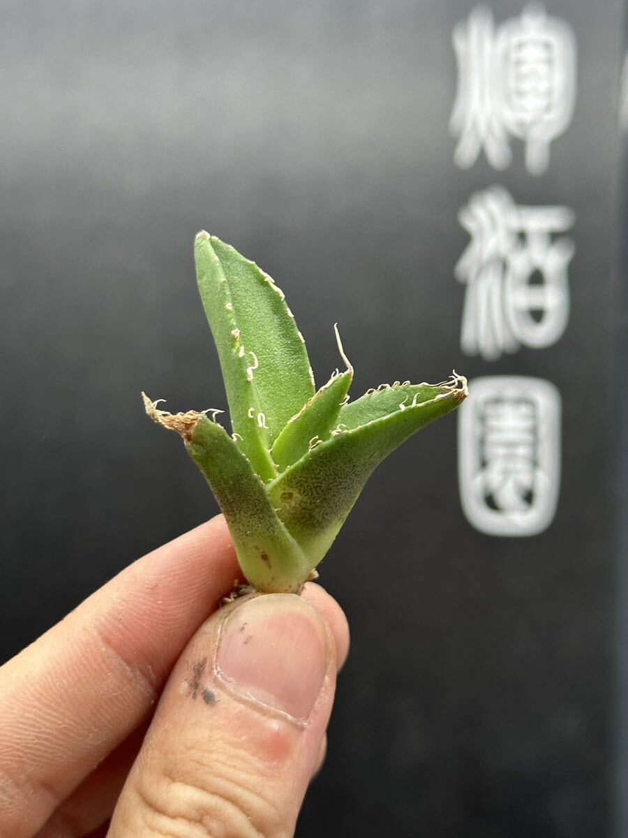 【輝泊園】多肉植物 アガベ チタノタ 追星 極上子株 MAXAGAVE 1の画像1