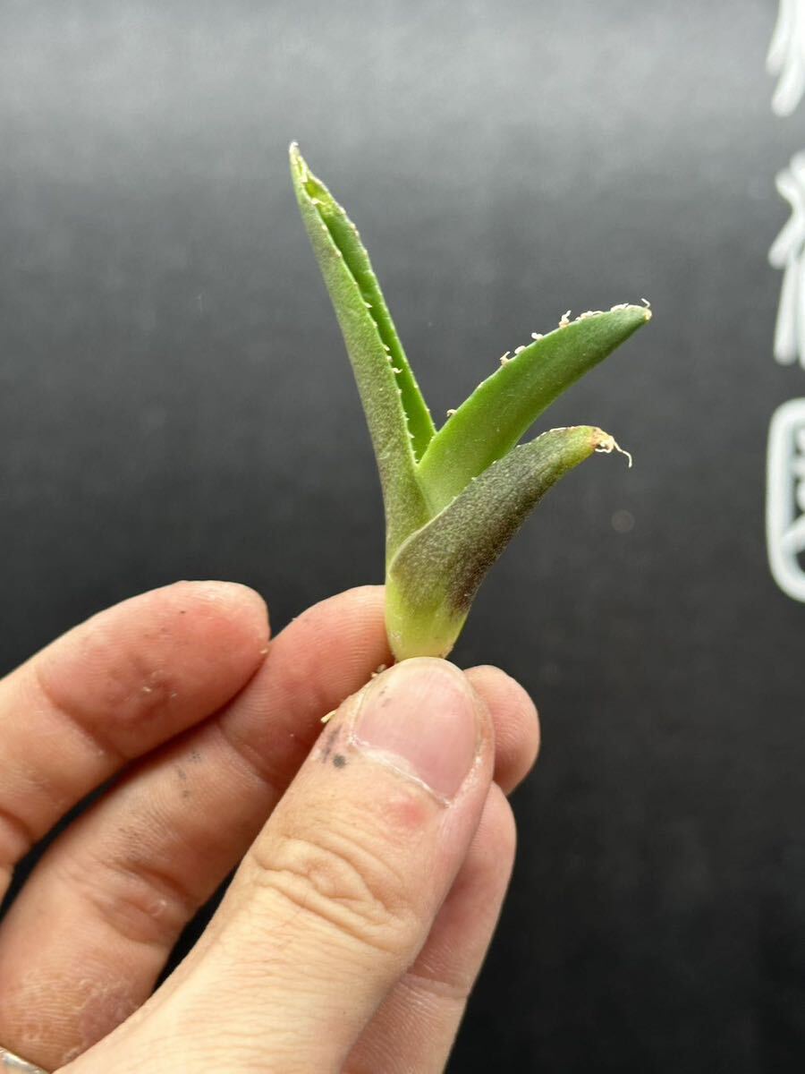 【輝泊園】多肉植物 アガベ チタノタ 追星 極上子株 MAXAGAVE 2の画像2