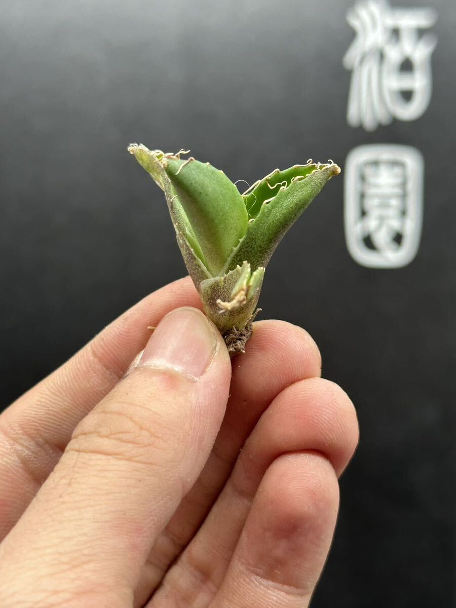 【輝泊園】多肉植物 アガベ チタノタ 追星 極上子株 MAXAGAVE 3の画像2
