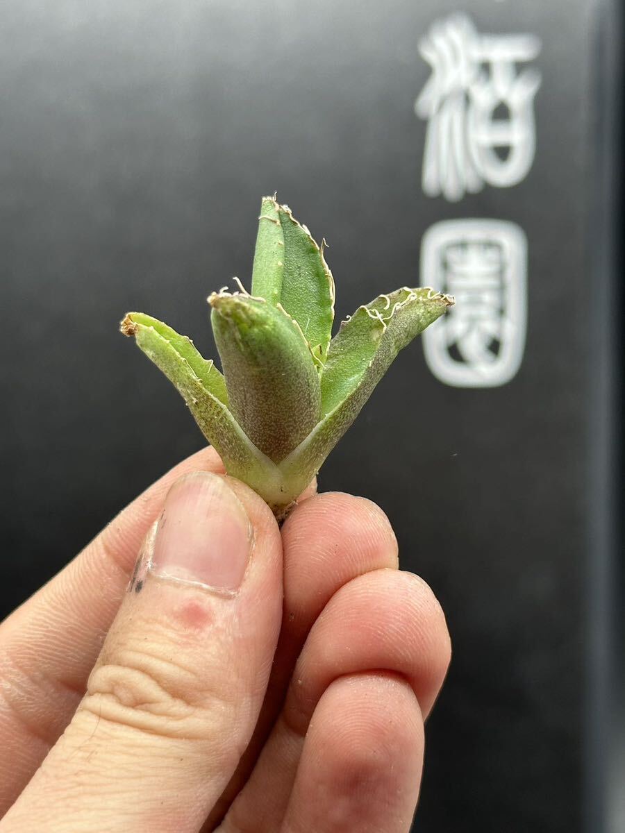 【輝泊園】多肉植物 アガベ チタノタ 追星 極上子株 MAXAGAVE 3の画像3