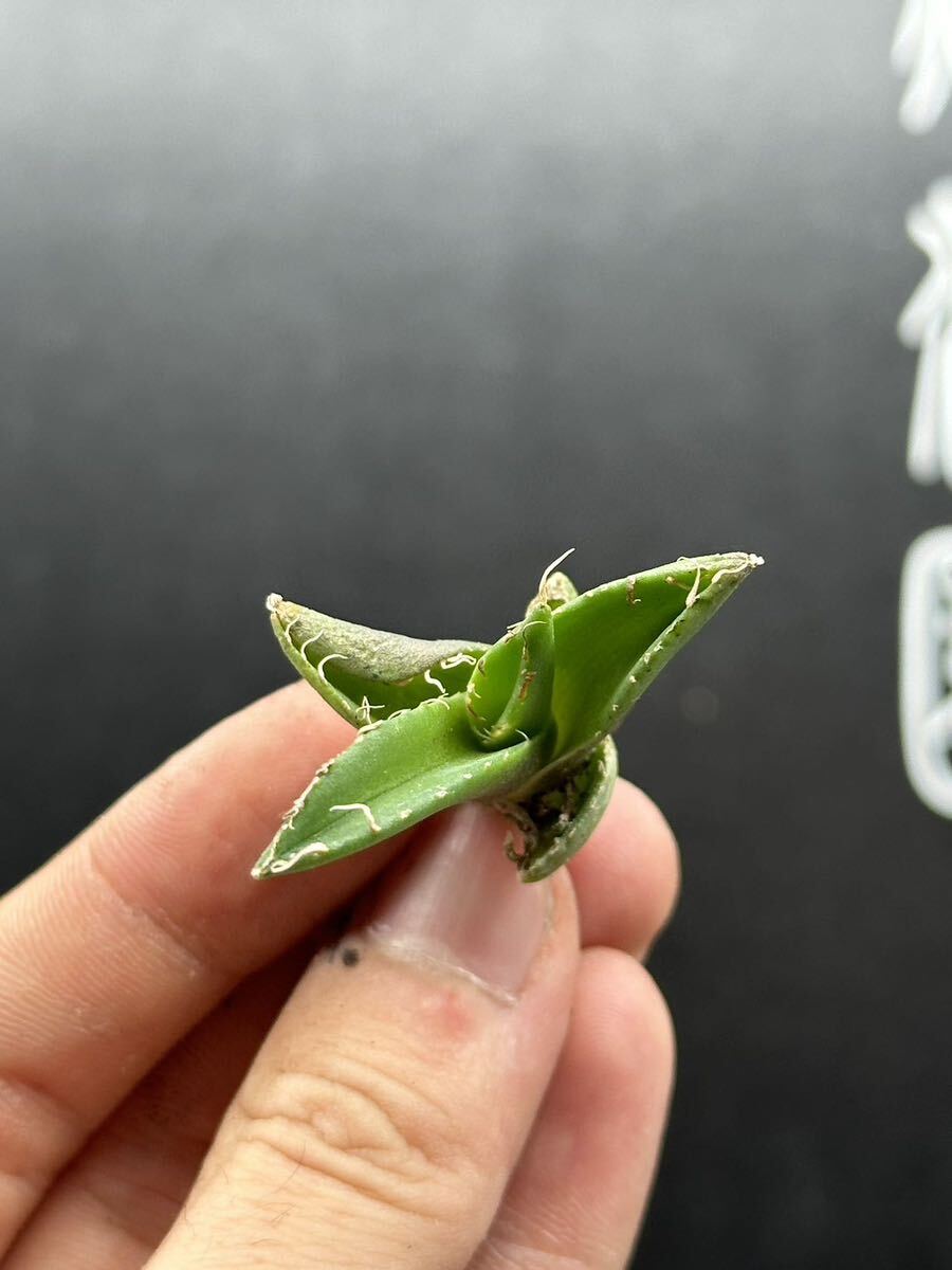 【輝泊園】多肉植物 アガベ チタノタ 追星 極上子株 MAXAGAVE 4の画像5