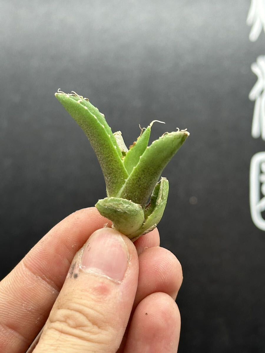 【輝泊園】多肉植物 アガベ チタノタ 追星 極上子株 MAXAGAVE 4の画像1