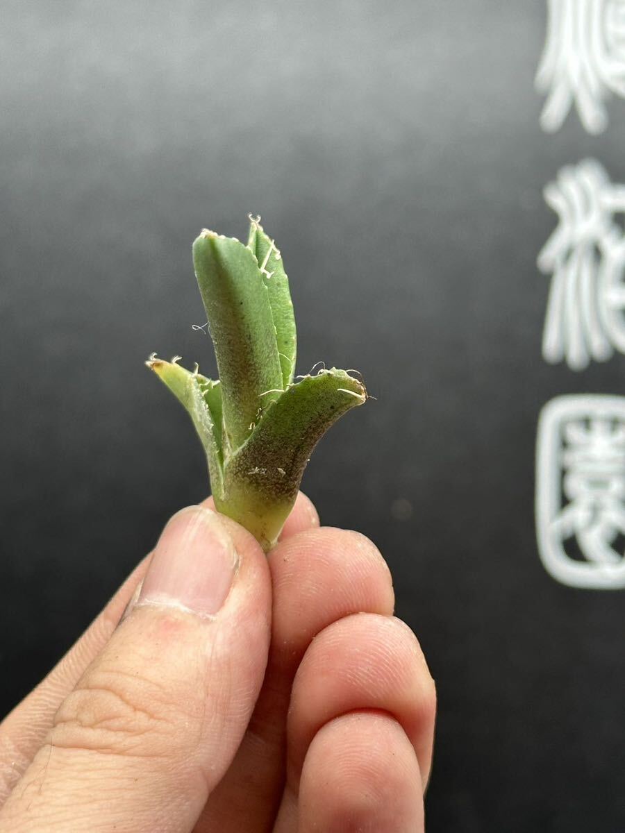 【輝泊園】多肉植物 アガベ チタノタ 追星 極上子株 MAXAGAVE 5の画像4