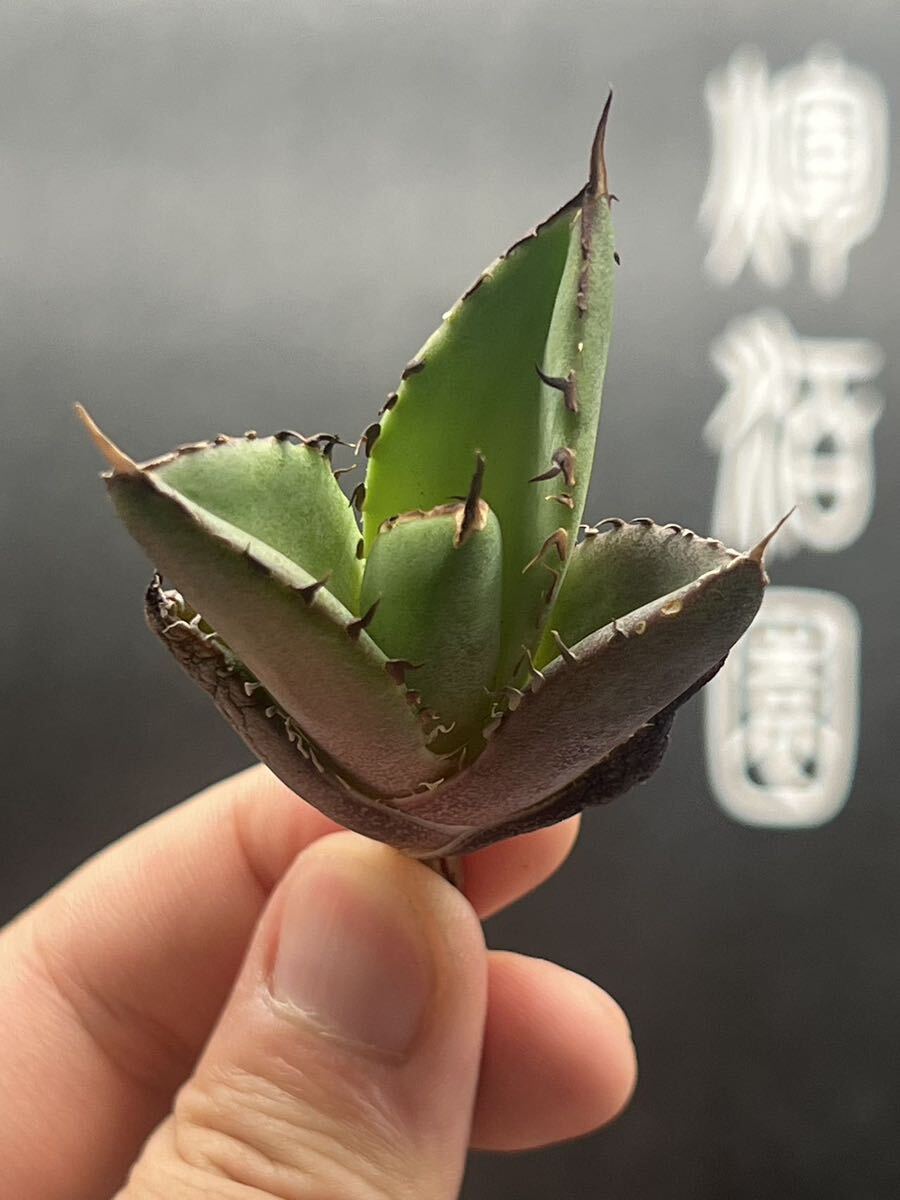 【輝泊園】【5株セット販売】多肉植物　アガベ チタノタ　ハデス / Agave titanota Hades 極上刺　セット 2_画像7