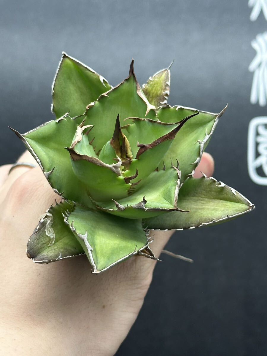 多肉植物　【特選】　3株セット　アガベ　agave titanota チタノタ『宝珠』　2_画像3