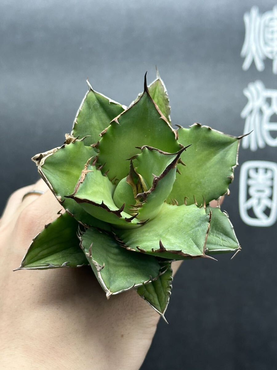 多肉植物　【特選】　3株セット　アガベ　agave titanota チタノタ『宝珠』　3_画像3