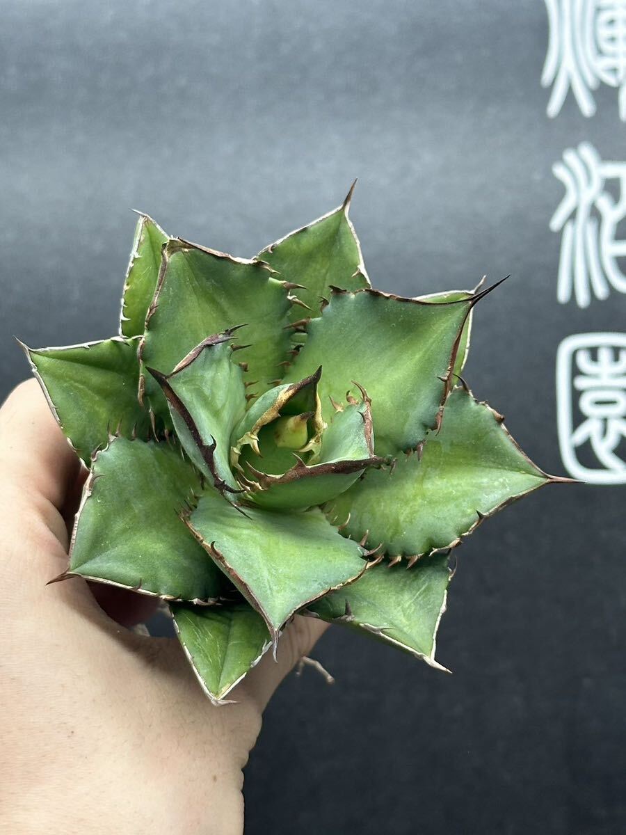 多肉植物　【特選】　3株セット　アガベ　agave titanota チタノタ『宝珠』　4_画像3