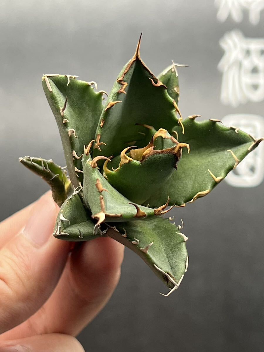 【輝泊園】多肉植物　特選 アガベ 多肉植物 チタノタ 鬼爪 雪峰 陽炎 強棘 極上美株 1_画像1