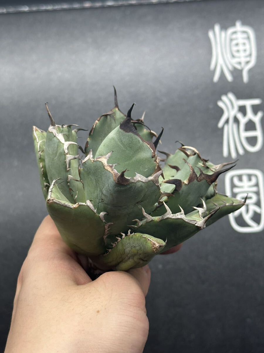 【輝泊園】多肉植物　アガベ チタノタ　黒鯨 強棘 超良型株　特選 MAXAGAVE 珍しい　超大株　親株　3_画像4