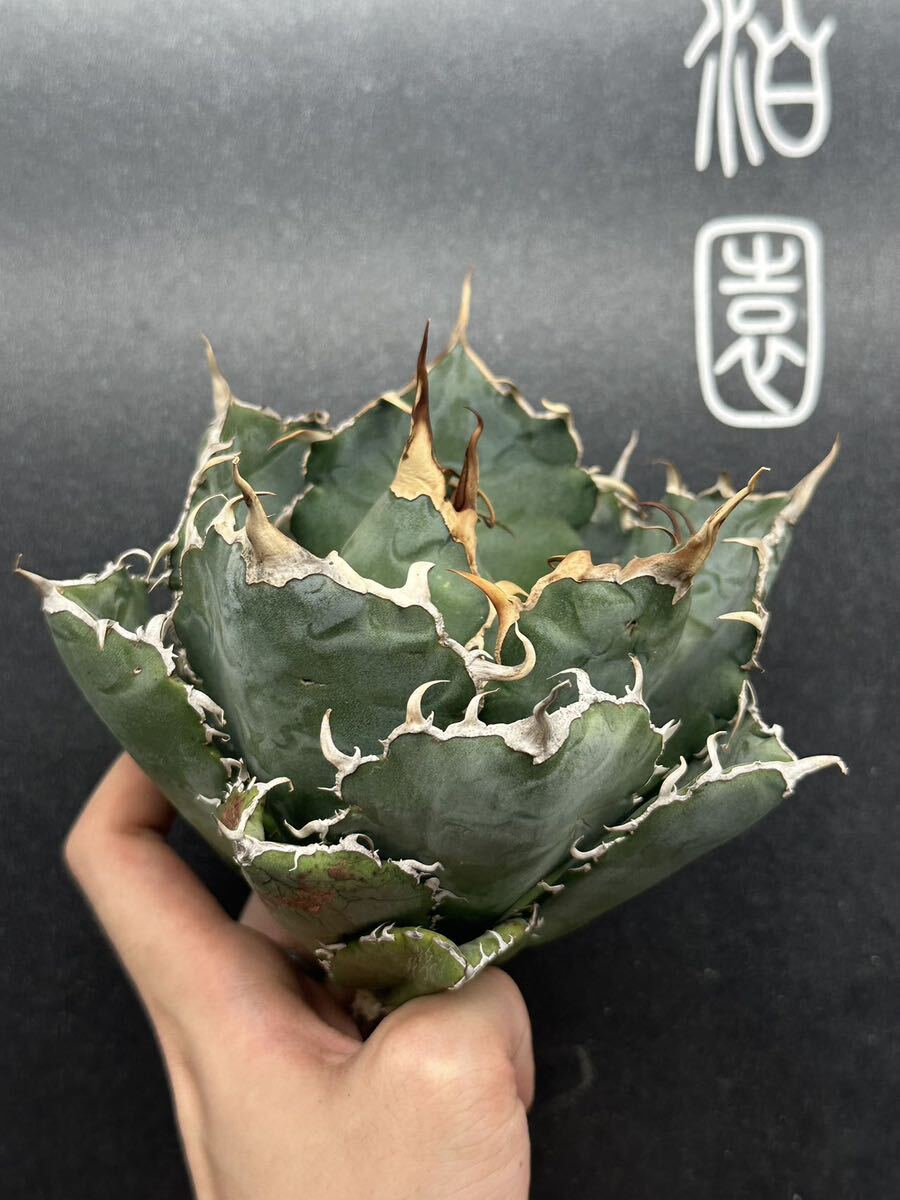 【輝泊園】多肉植物　アガベ チタノタ　白鯨 強棘 超良型株　特選 MAXAGAVE 珍しい　超大株　親株　5_画像8