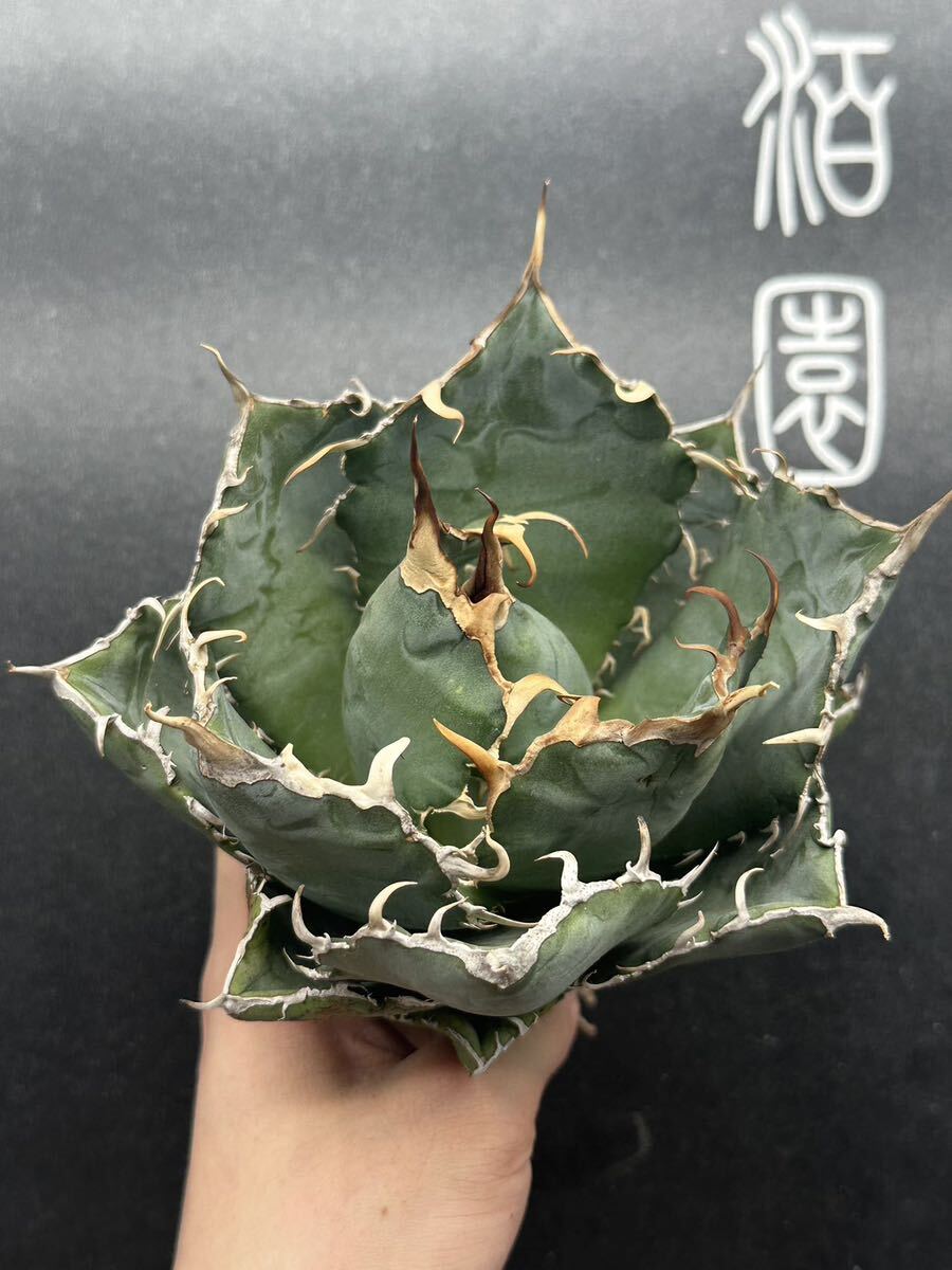 【輝泊園】多肉植物　アガベ チタノタ　白鯨 強棘 超良型株　特選 MAXAGAVE 珍しい　超大株　親株　5_画像7