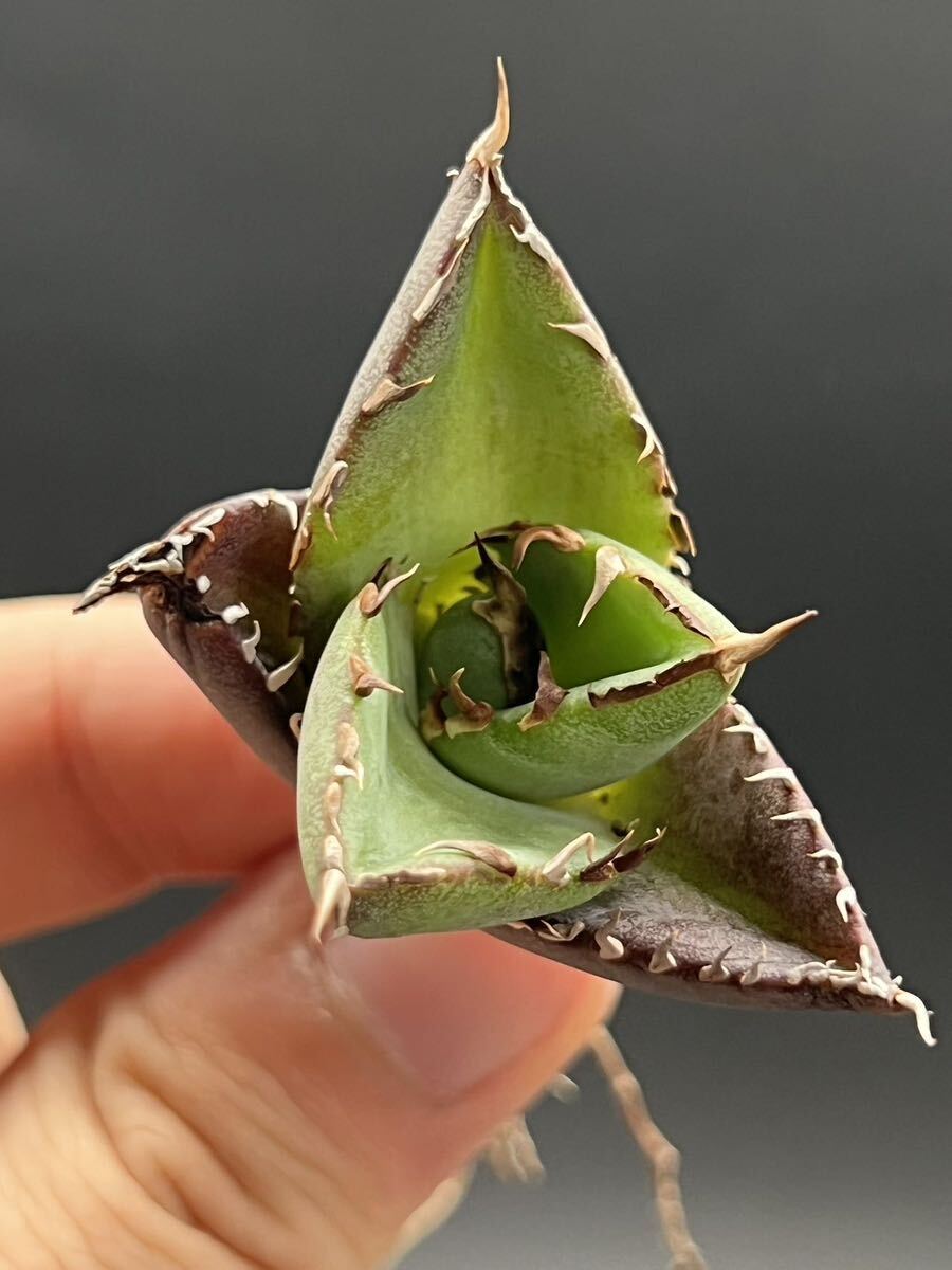 【輝泊園】【5株セット販売】多肉植物　アガベ チタノタ　ハデス / Agave titanota Hades 極上刺　セット 4_画像3