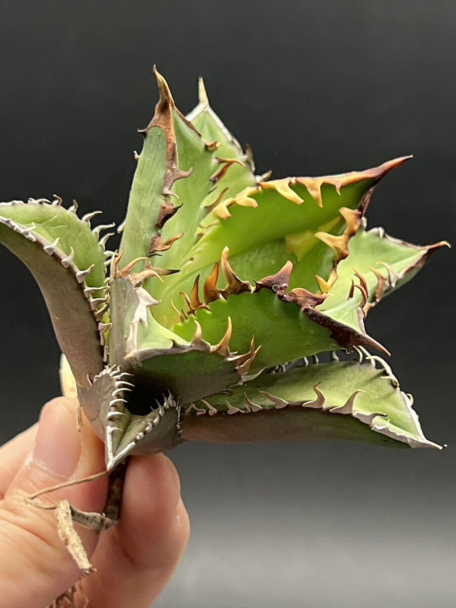 [ shining ..][3 stock bundle ] succulent plant agave chitanota red cat we zru[ large stock ] a little over . finest quality stock reverse side .1