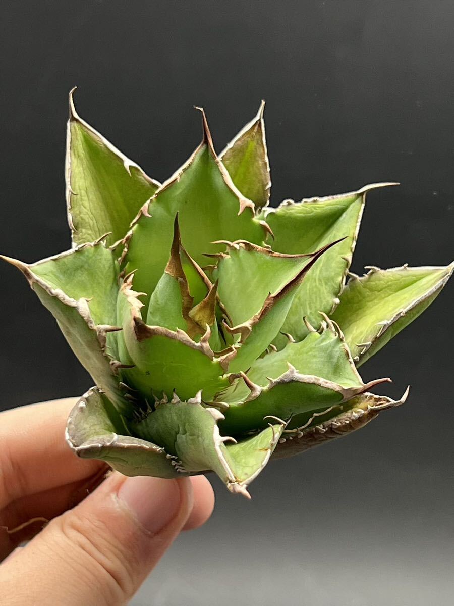 多肉植物　【特選】　3株セット　アガベ　agave titanota チタノタ『宝珠』　5_画像5